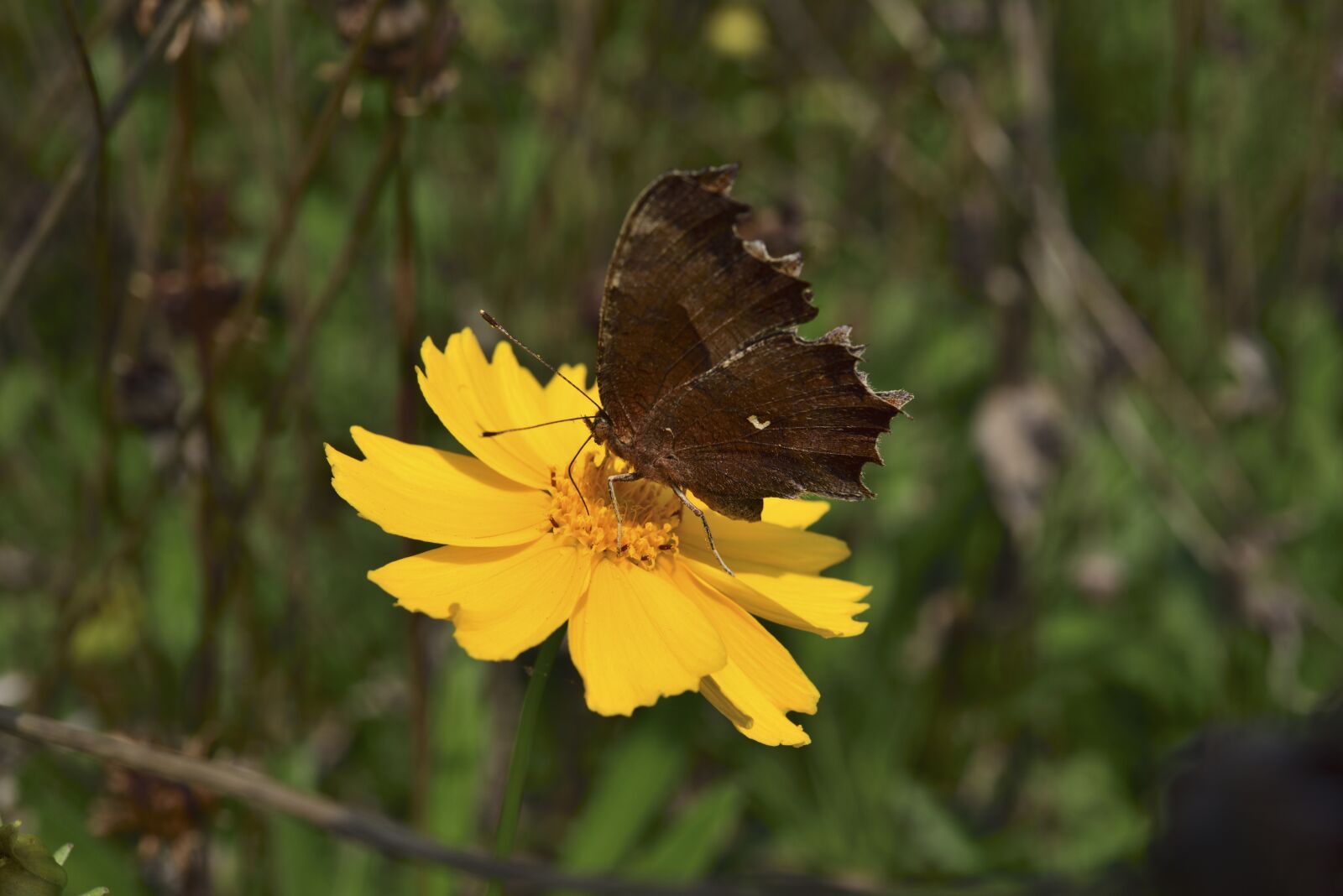 Nikon D750 sample photo. Flowers, affix, macro photography
