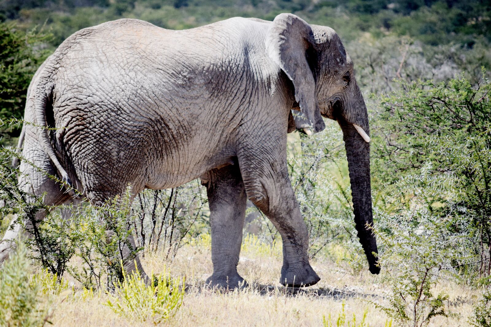 Nikon D5300 sample photo. Elephant, big, animal photography