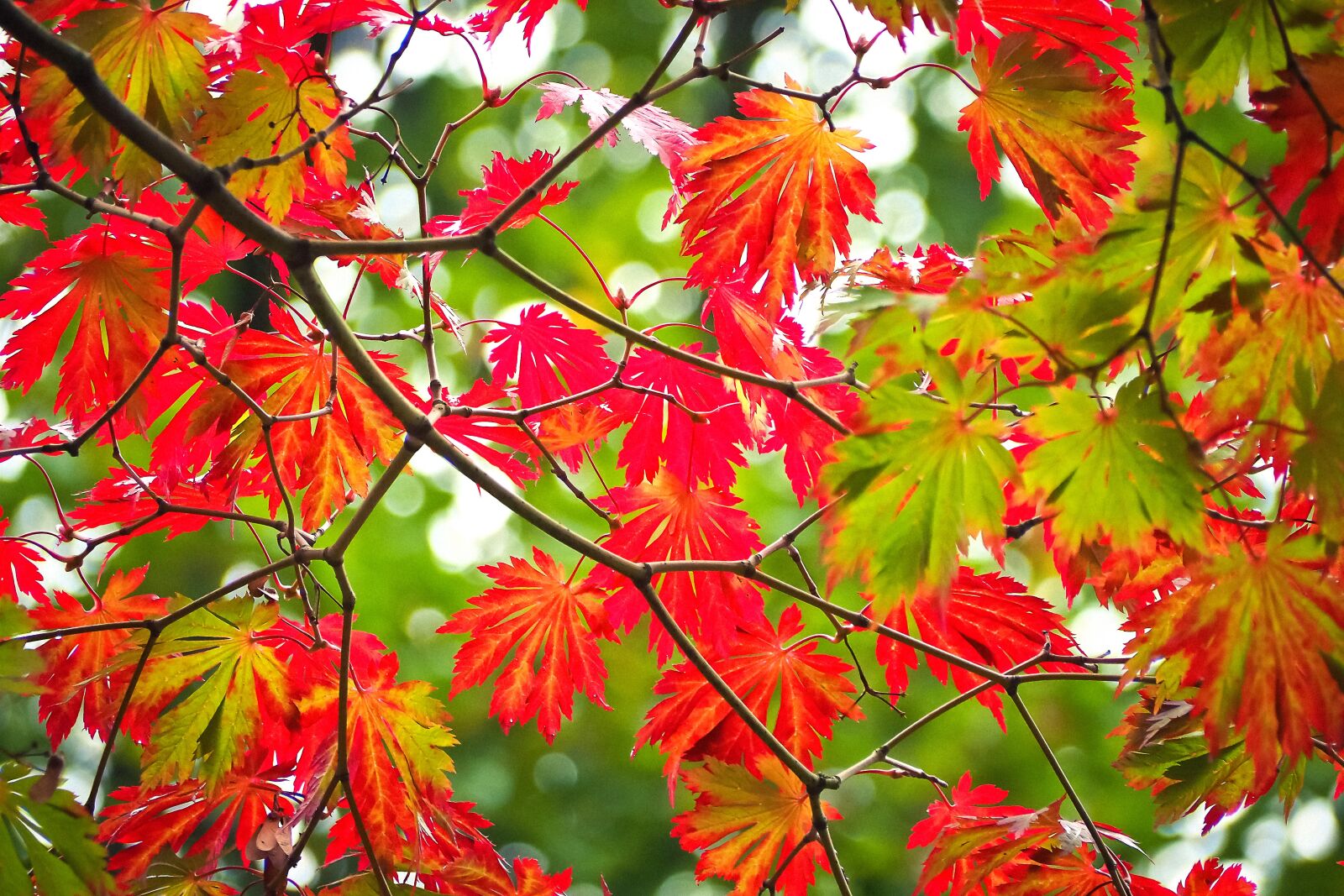 Olympus OM-D E-M10 sample photo. Leaves, tree, autumn photography