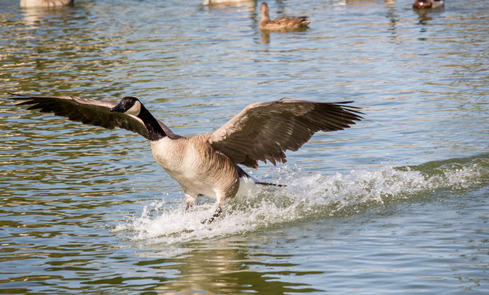 Canon EOS 700D (EOS Rebel T5i / EOS Kiss X7i) sample photo. Water, bird, nature photography