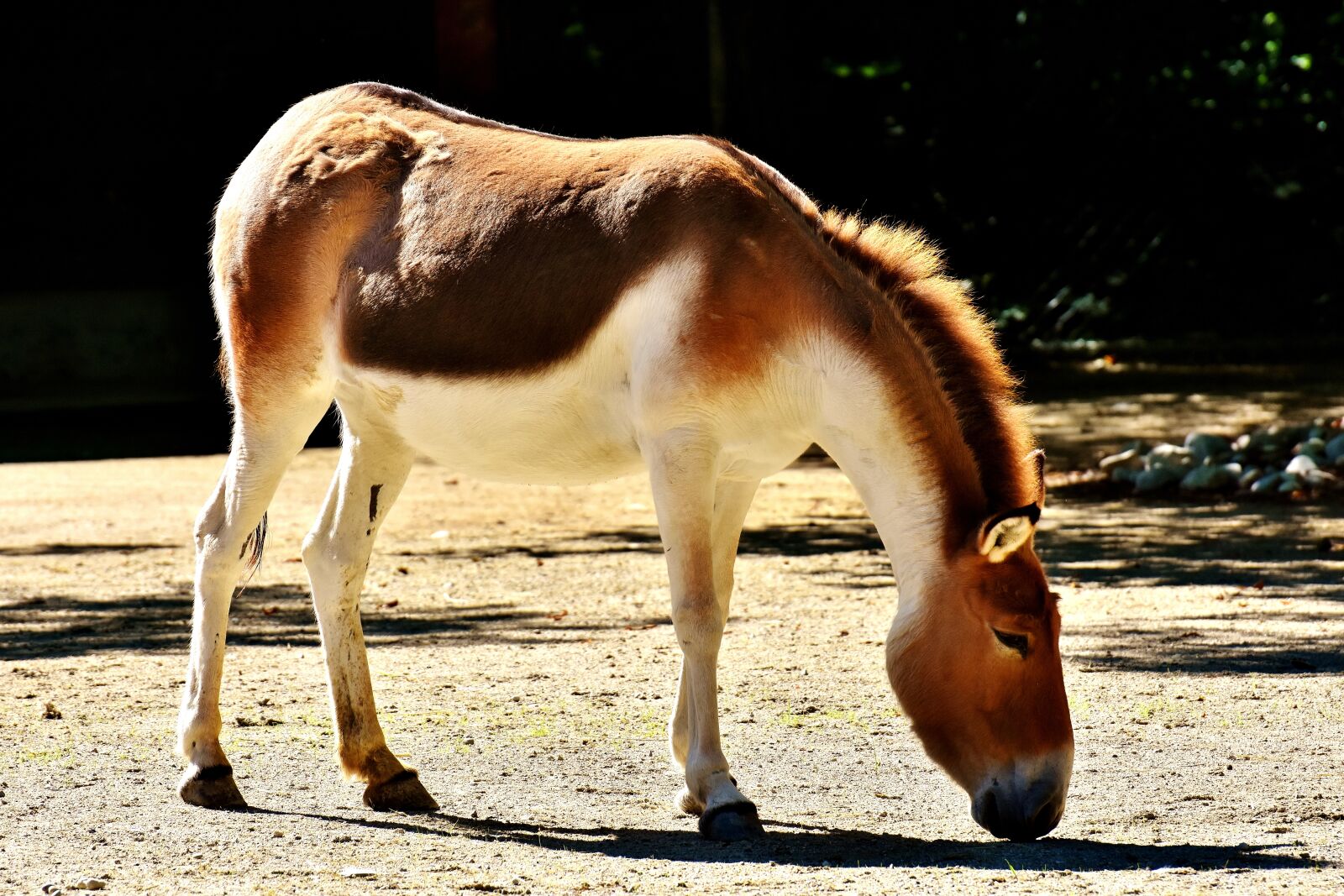 Nikon D7200 sample photo. Donkey, animal, animal world photography