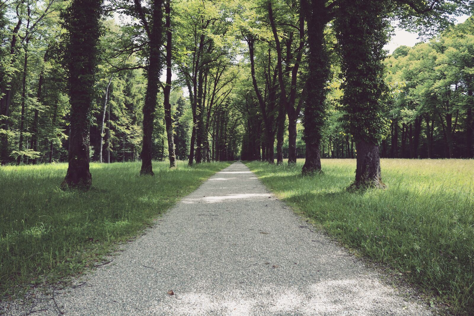 Canon EOS 1300D (EOS Rebel T6 / EOS Kiss X80) sample photo. Away, avenue, trees photography