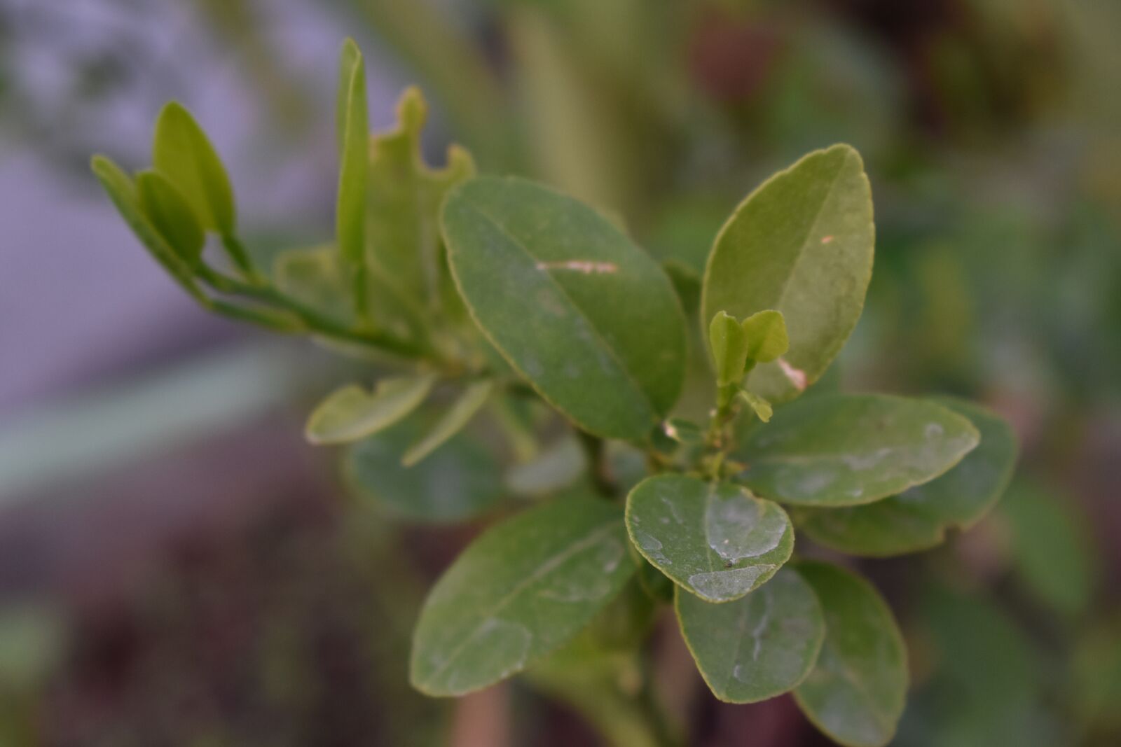 Nikon D3400 sample photo. Sapling, green, nature photography