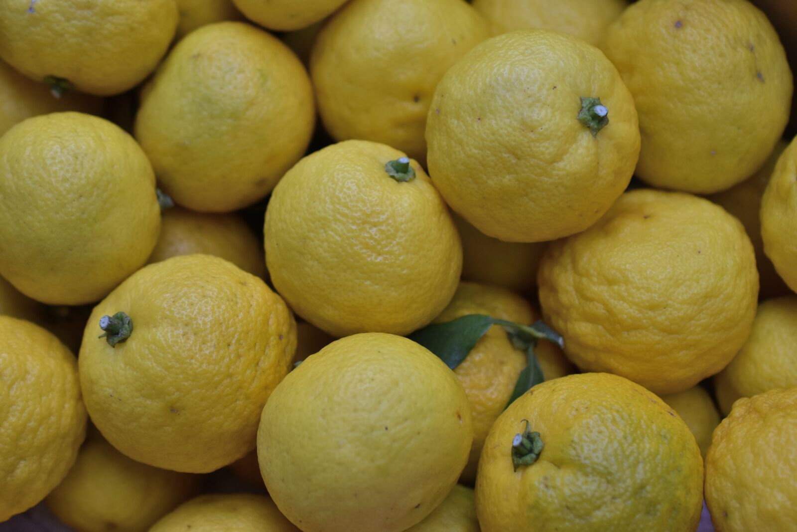 Nikon D3500 sample photo. Citrus, yellow, fruit photography