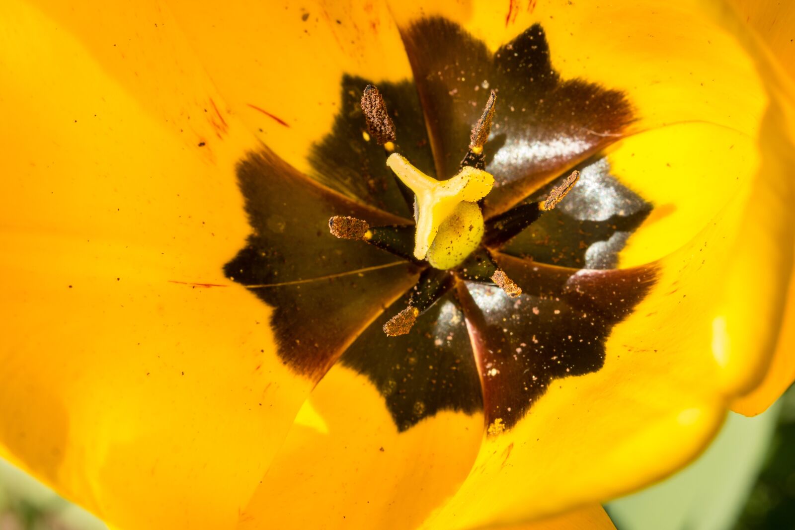 Samsung NX300M sample photo. Tulip, blossom, bloom photography