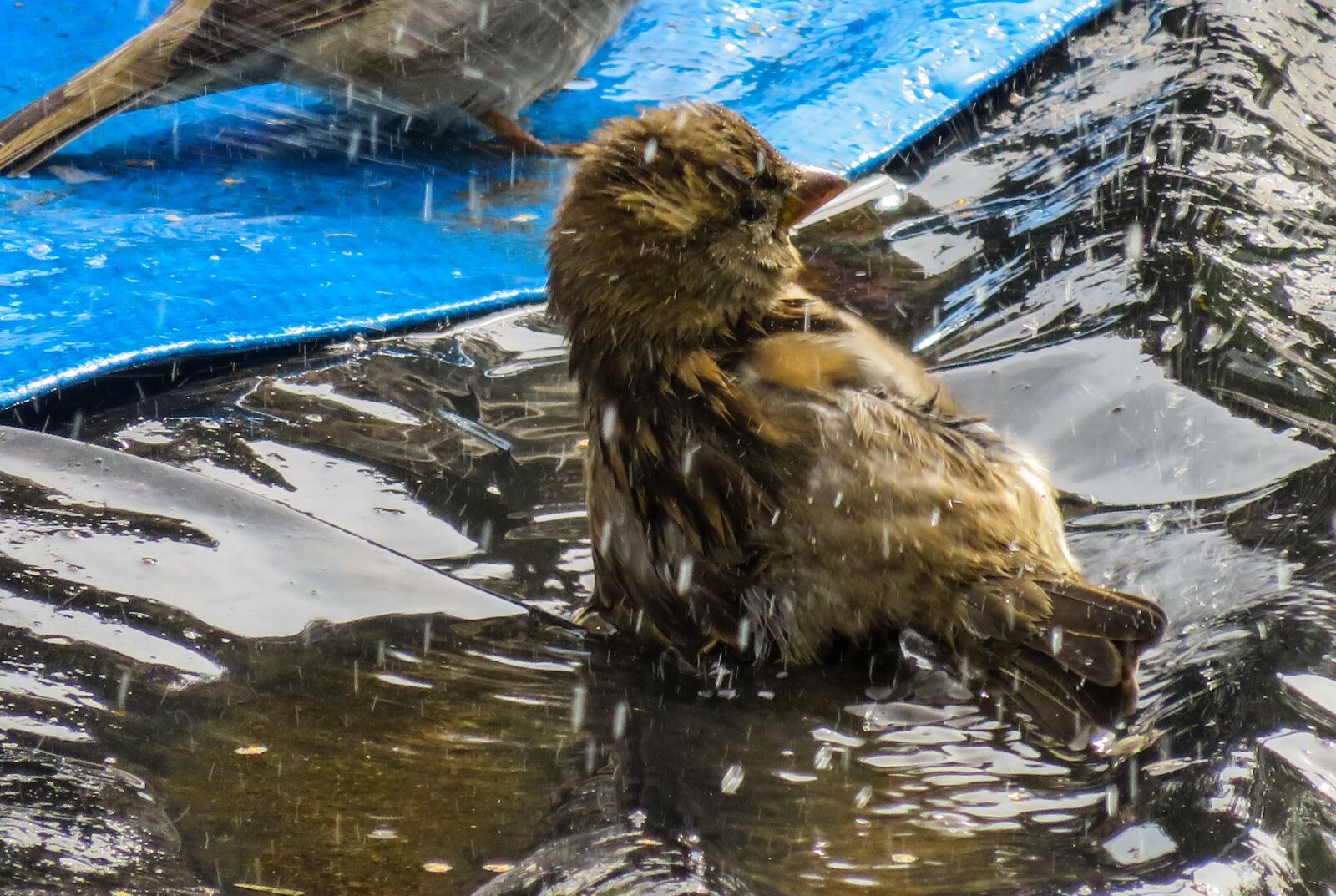 Canon PowerShot SX710 HS sample photo. Bird, sparrow, bad photography