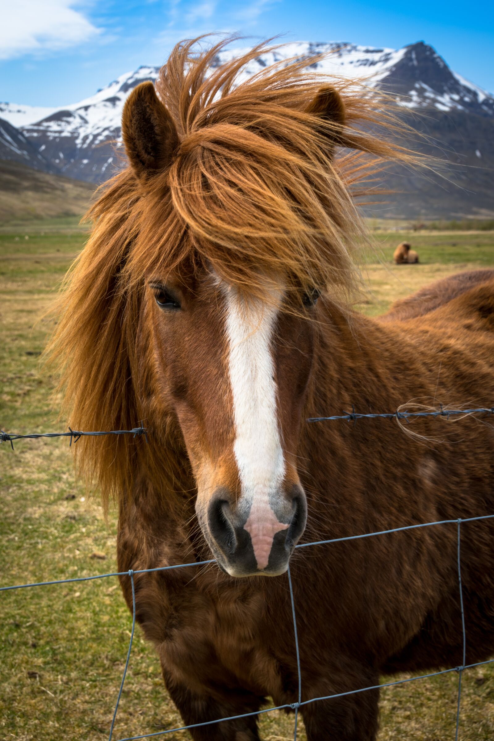 Nikon D5500 sample photo. Pony, horse, iceland photography