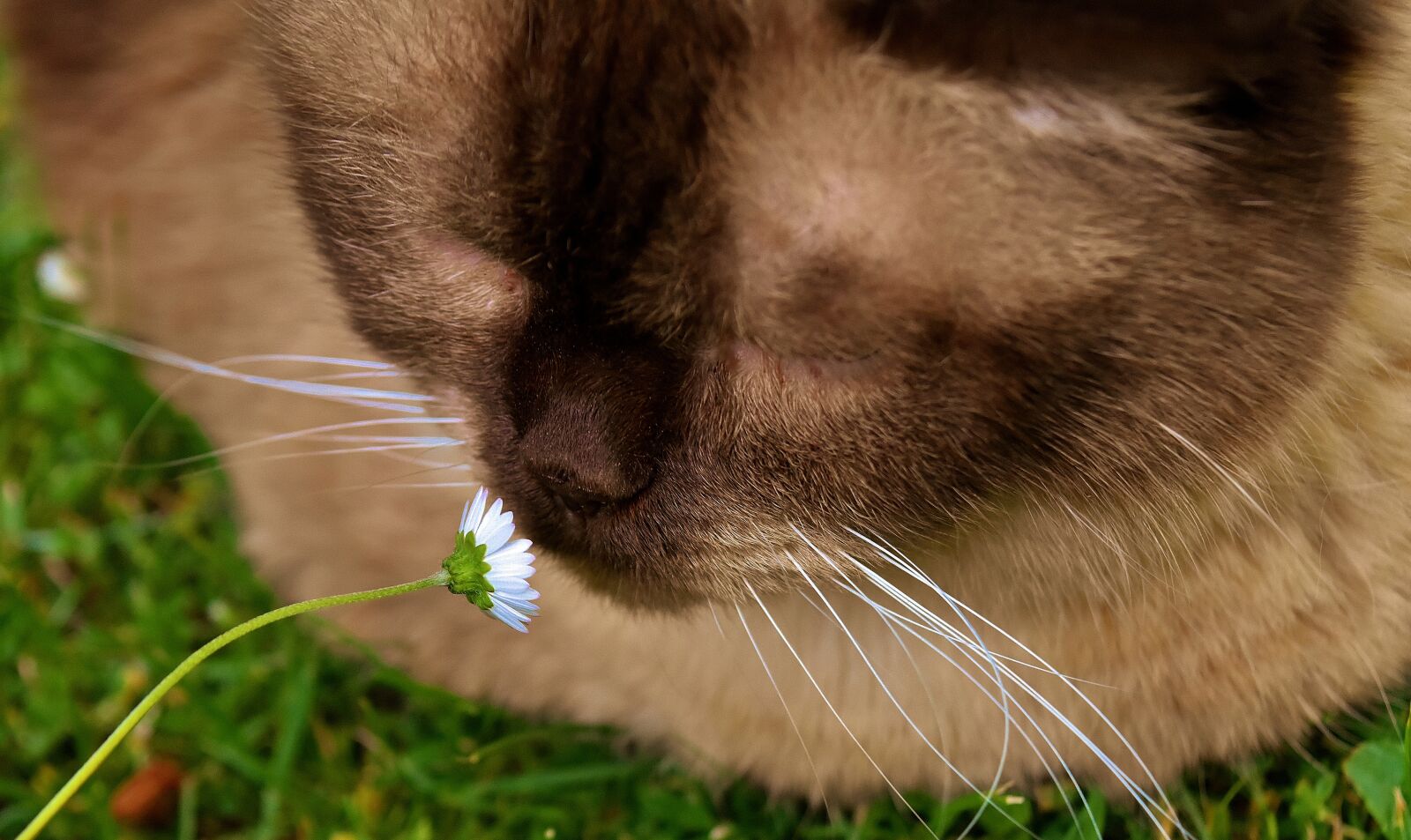 Nikon D7200 sample photo. British shorthair, cat, animal photography