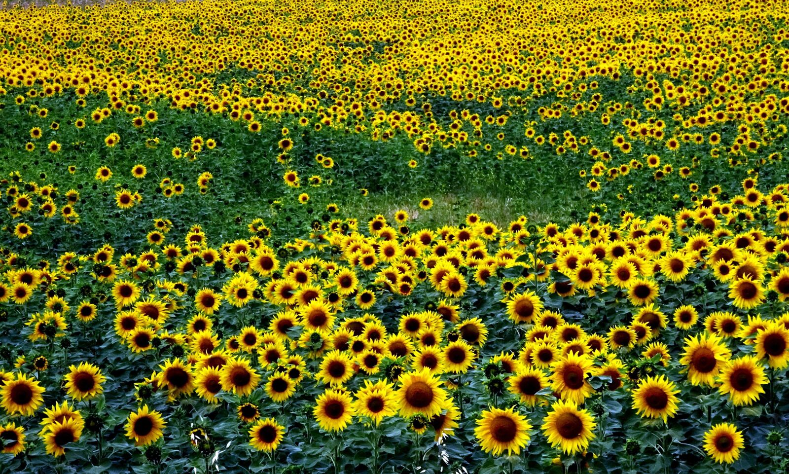 Sony Cyber-shot DSC-WX350 sample photo. Sunflower field, farbenspiel, nature photography