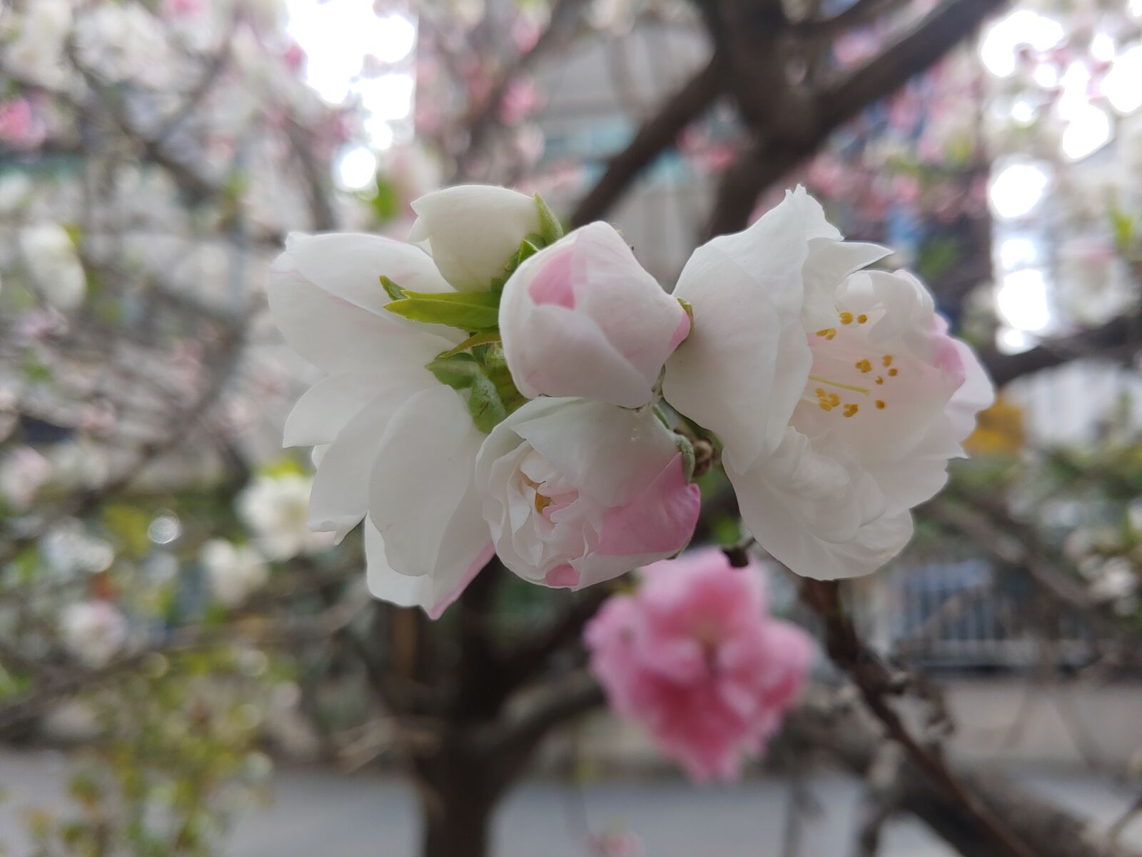 LG G7 THINQ sample photo. Copy flower, peach blossom photography