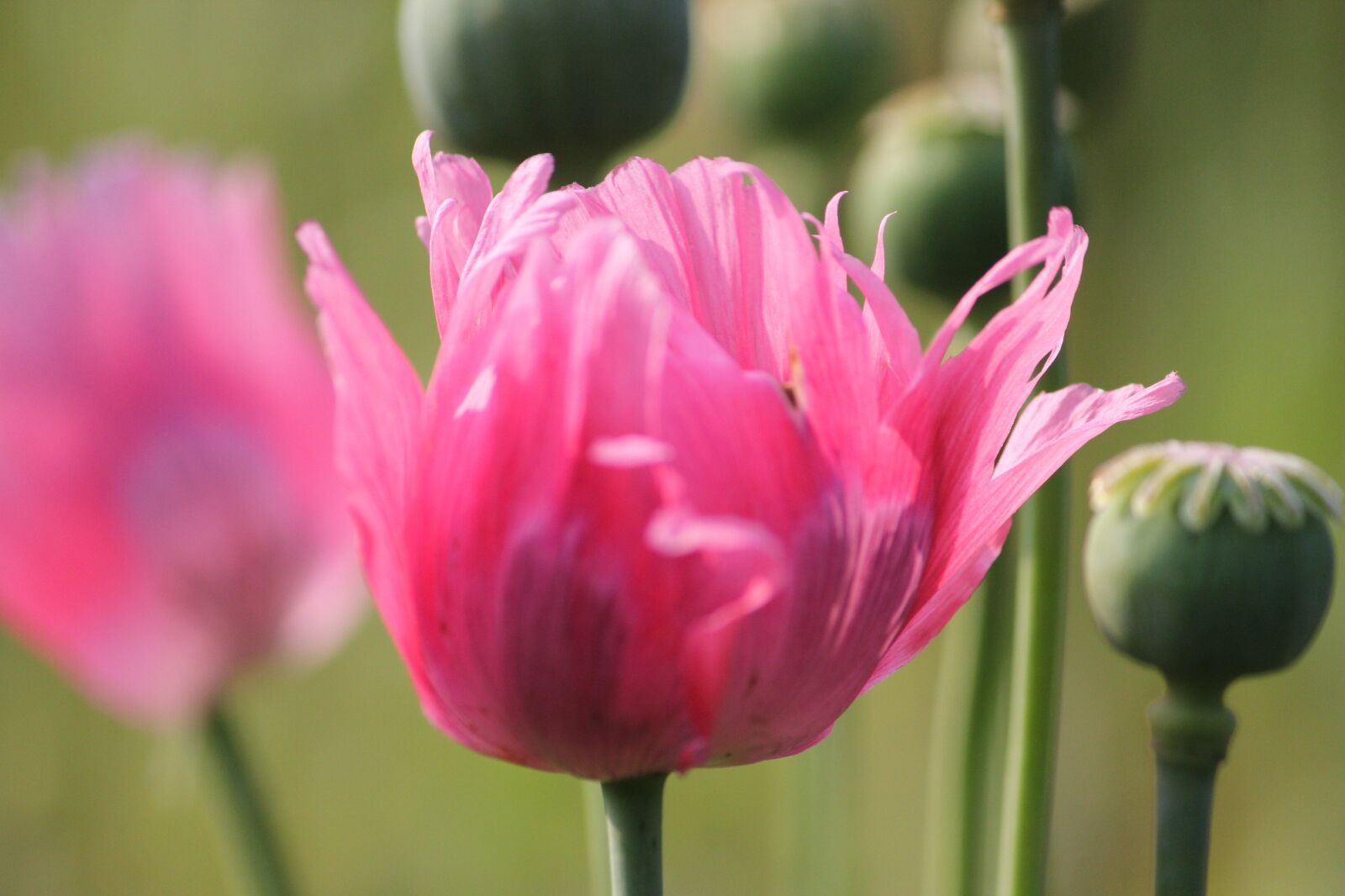 Canon EOS 550D (EOS Rebel T2i / EOS Kiss X4) sample photo. Poppy, fransen, green photography