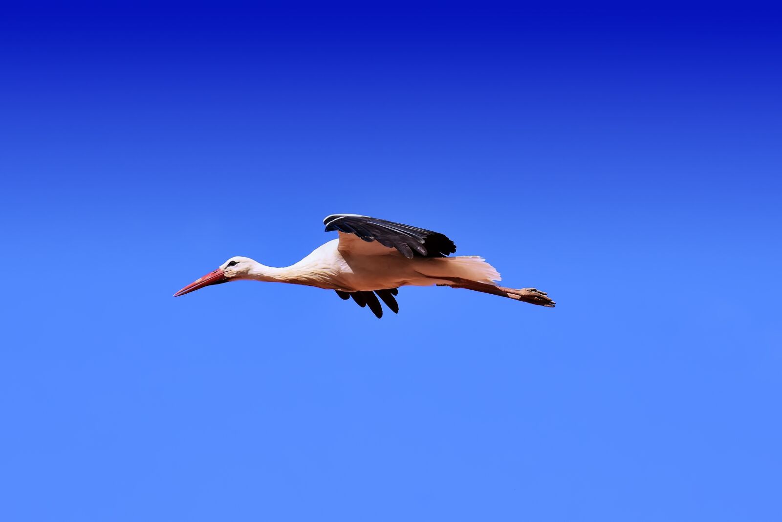 Nikon D7200 sample photo. Stork, flying, wing photography