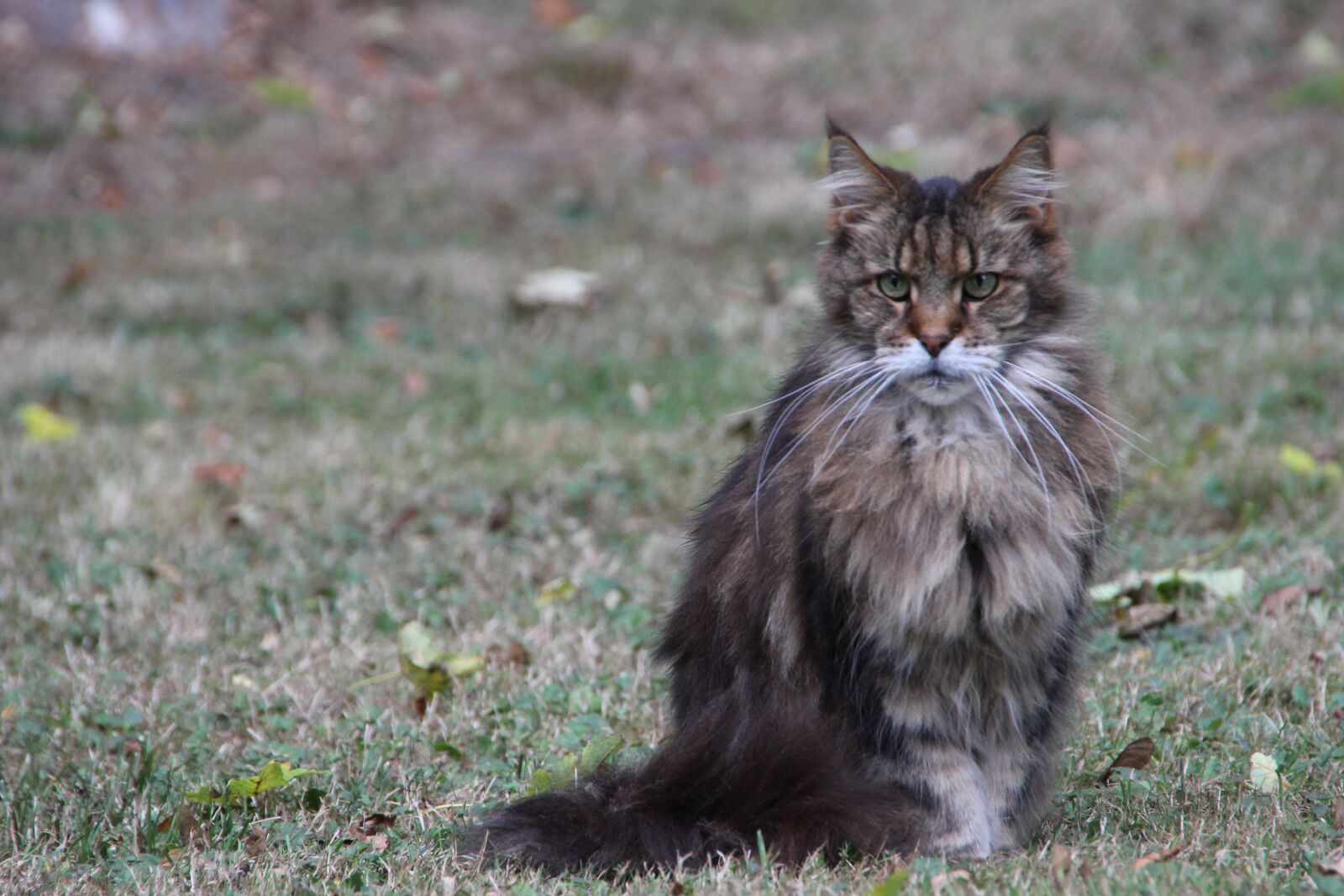 Canon EOS 600D (Rebel EOS T3i / EOS Kiss X5) sample photo. Cat, brown, fur photography