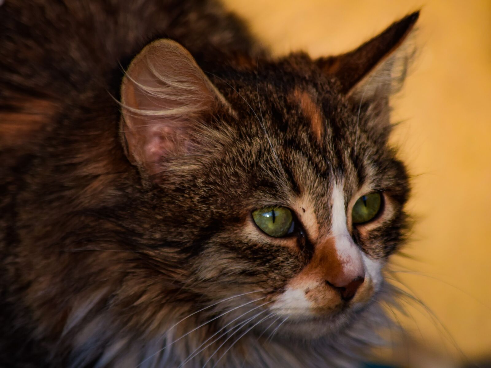Nikon D3300 sample photo. Cat, stray, cute photography