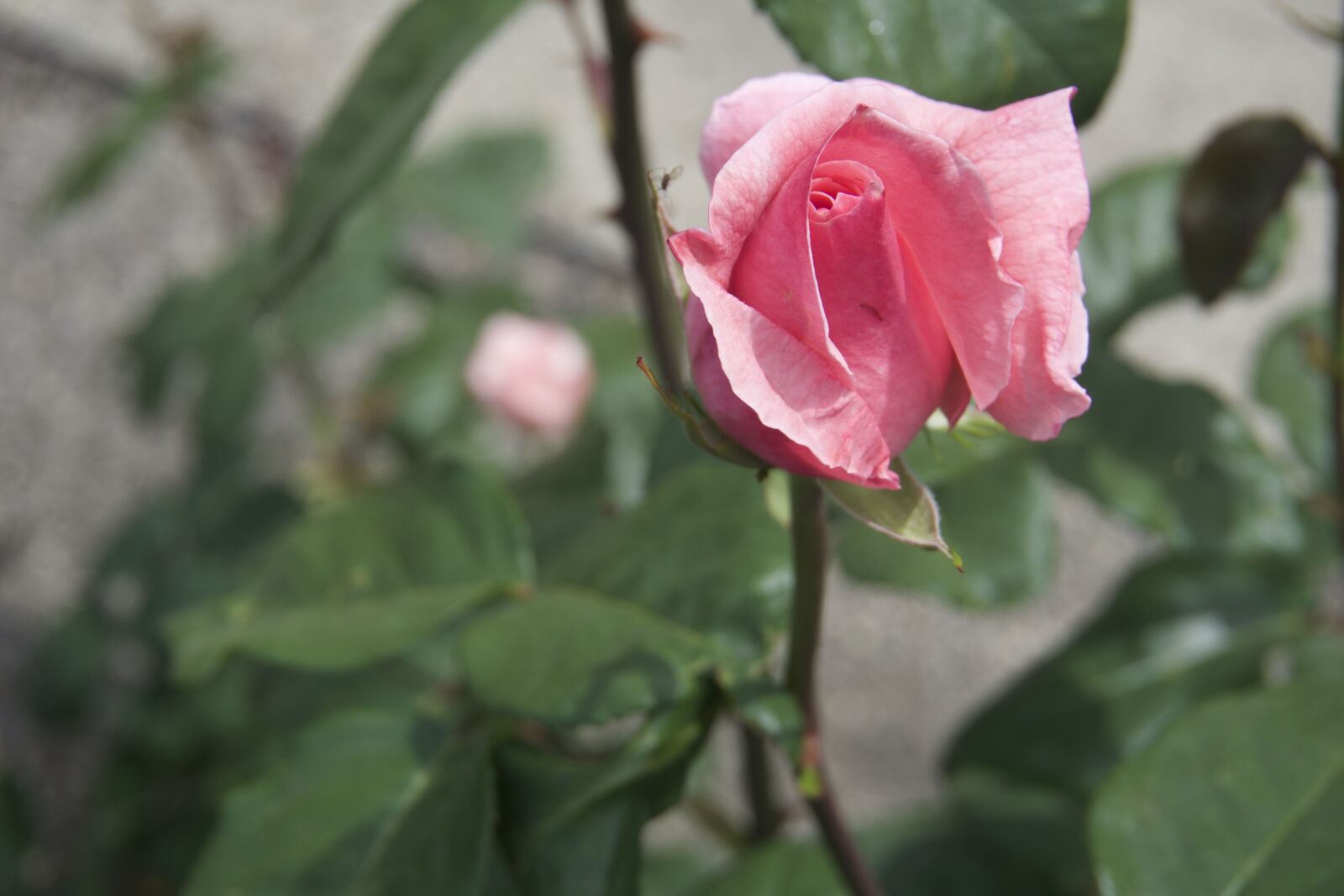 Sony a6000 sample photo. Rose, blossom, garden photography