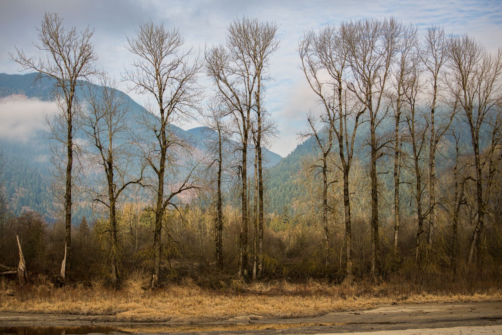 Nikon D600 sample photo. Branch, british columbia, brown photography