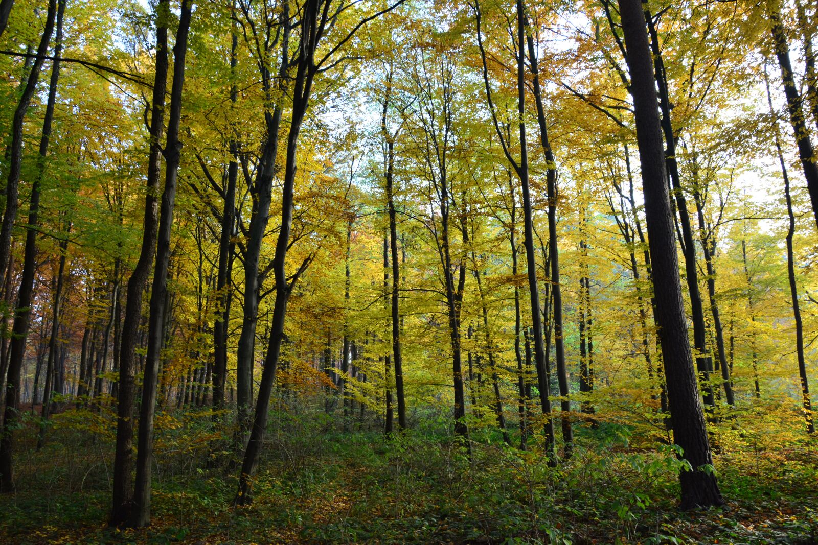 Nikon D5200 sample photo. Forest, tree, nature photography