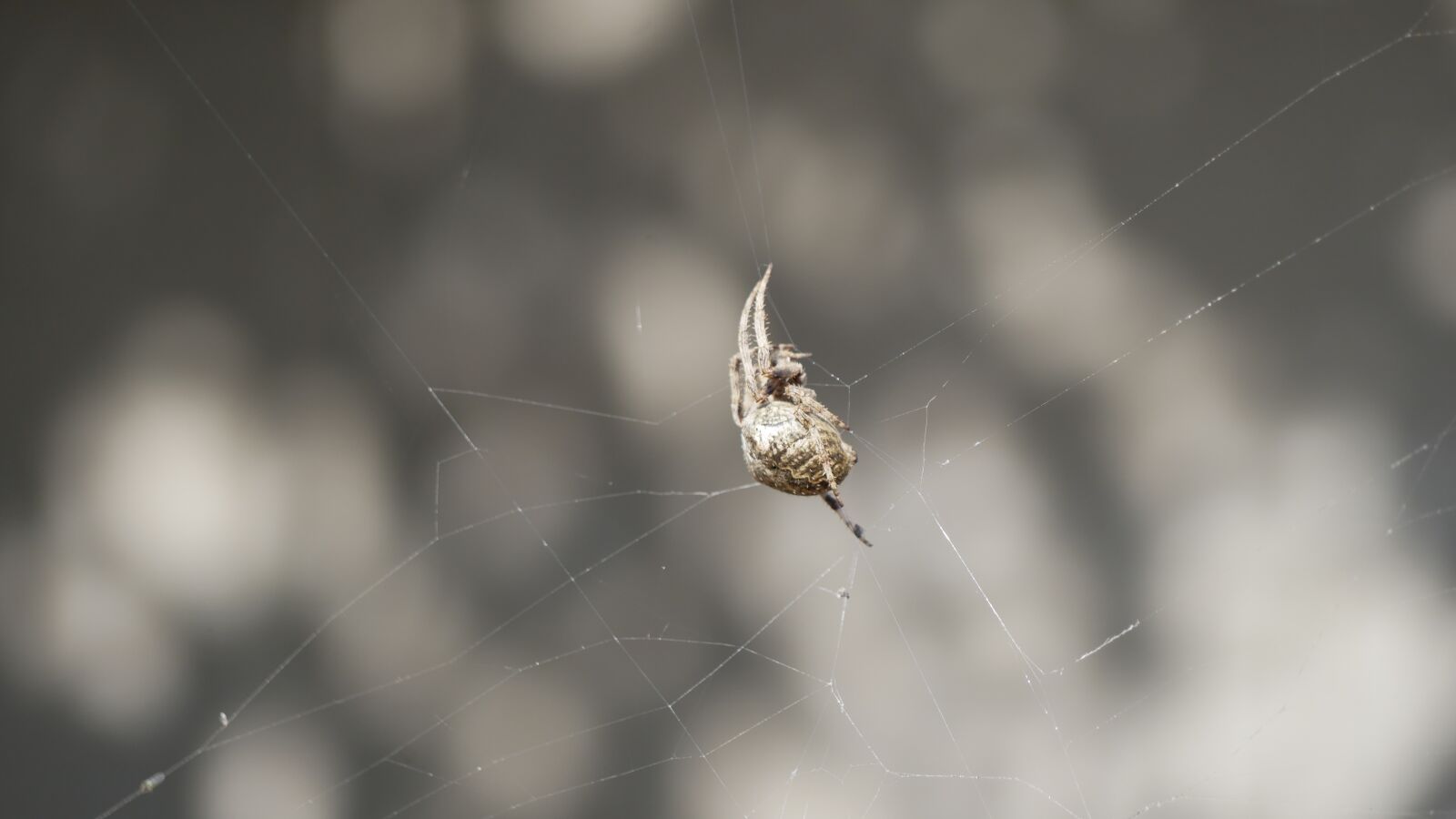 Panasonic Lumix DMC-GX85 (Lumix DMC-GX80 / Lumix DMC-GX7 Mark II) sample photo. Spider, cobweb, araneus photography
