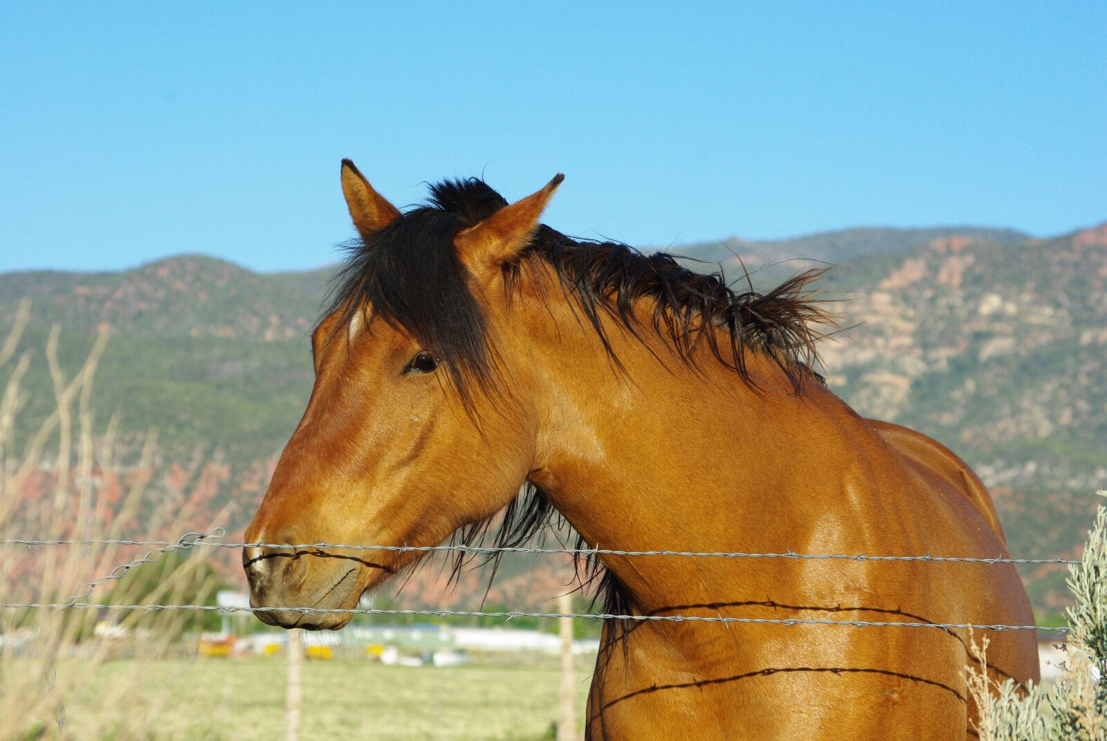 Pentax K200D sample photo. Horse, equine, mane photography