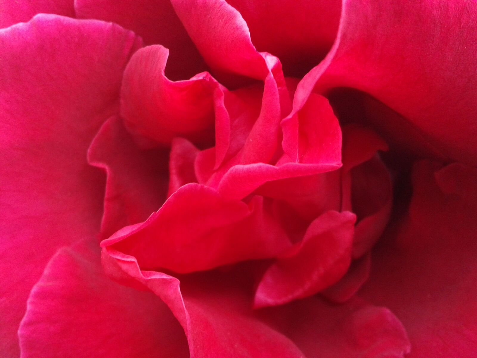 Samsung Galaxy S3 Mini sample photo. Rosa, red rose, flower photography