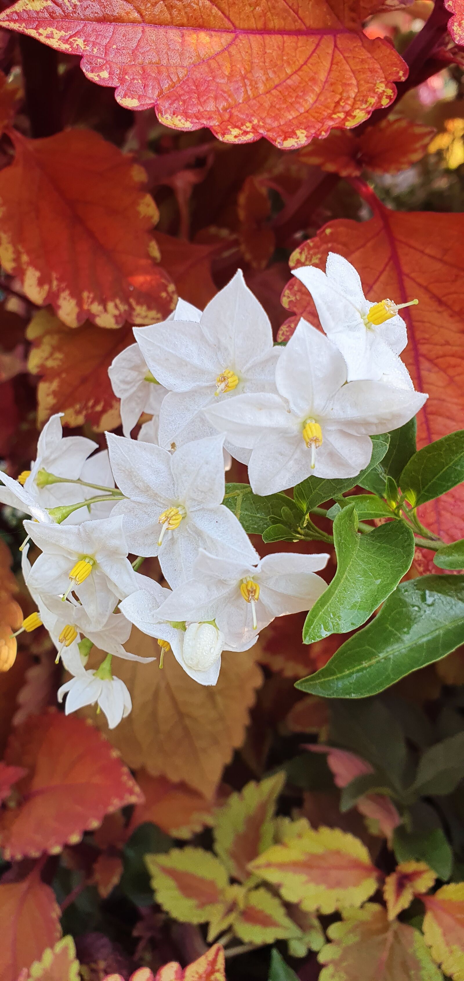 Samsung SM-G975F sample photo. Flowers, plant, autumn photography