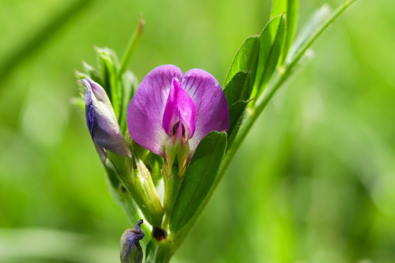 Canon PowerShot G3 X sample photo. Flower, meadow, blossom photography
