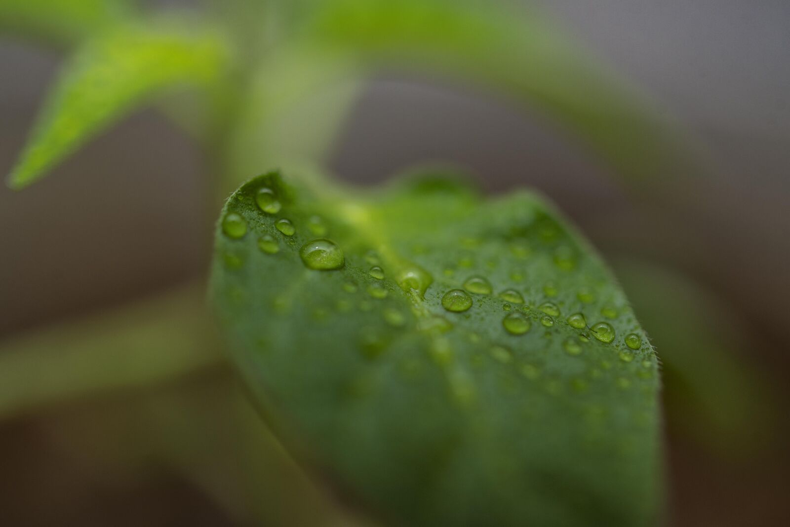 Nikon D600 sample photo. Habanero, pepper, leaf photography