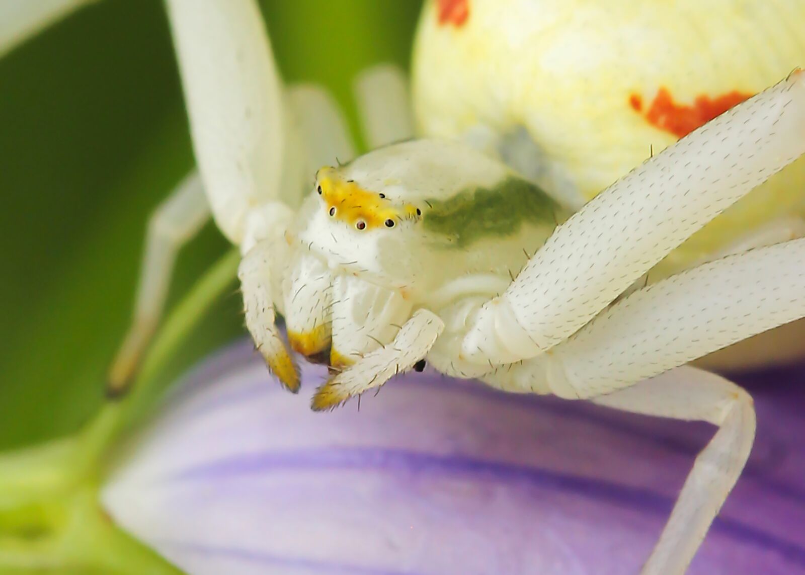 Canon EF-S 60mm F2.8 Macro USM sample photo. Spider, misumena ​​vatia, macro photography