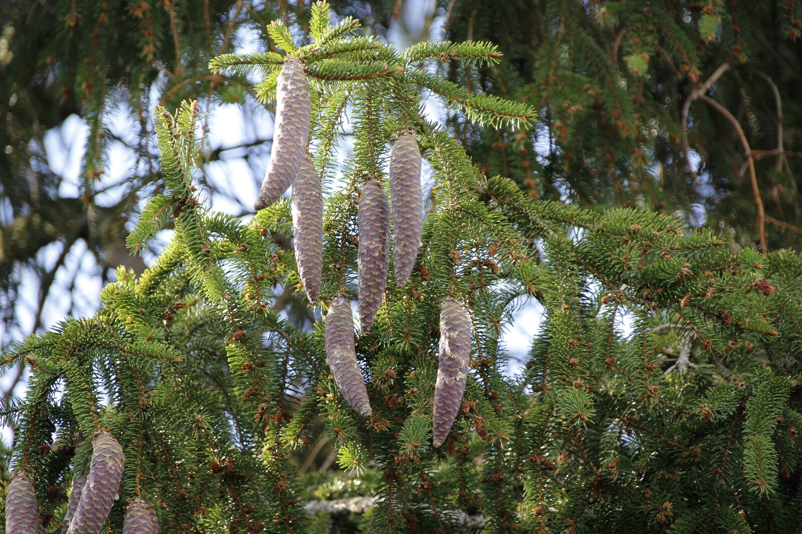 Canon EOS 700D (EOS Rebel T5i / EOS Kiss X7i) sample photo. Spruce, tap, tree photography