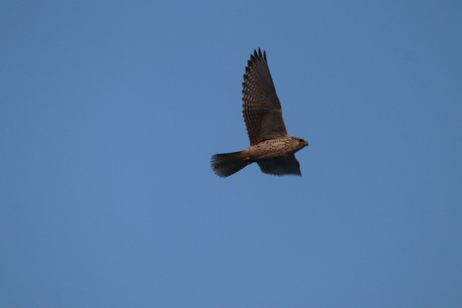 Canon EOS 200D (EOS Rebel SL2 / EOS Kiss X9) sample photo. Morning light, raptor, ship photography