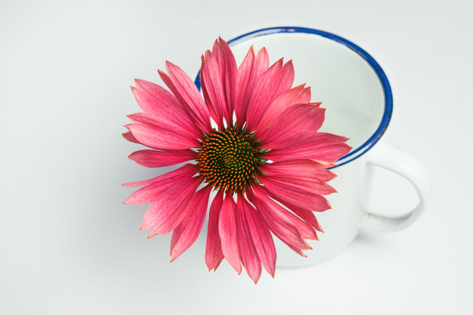 Sony ILCA-77M2 sample photo. Flower, petals, cup photography