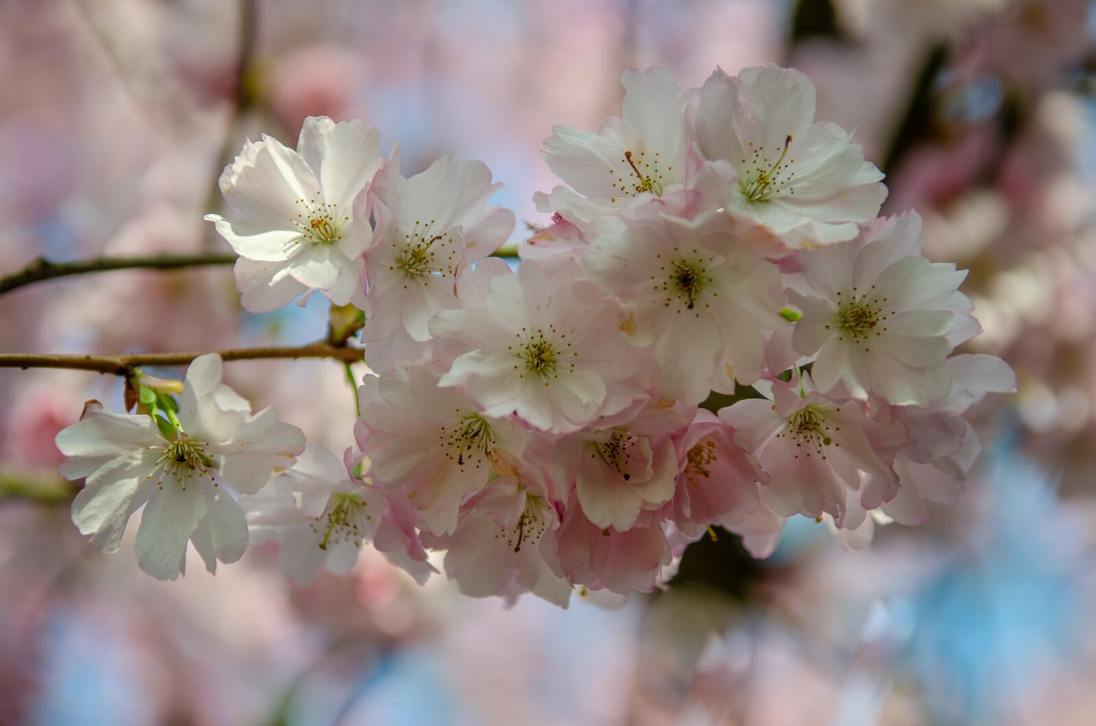 Nikon D7000 sample photo. Tree, flower, spring photography