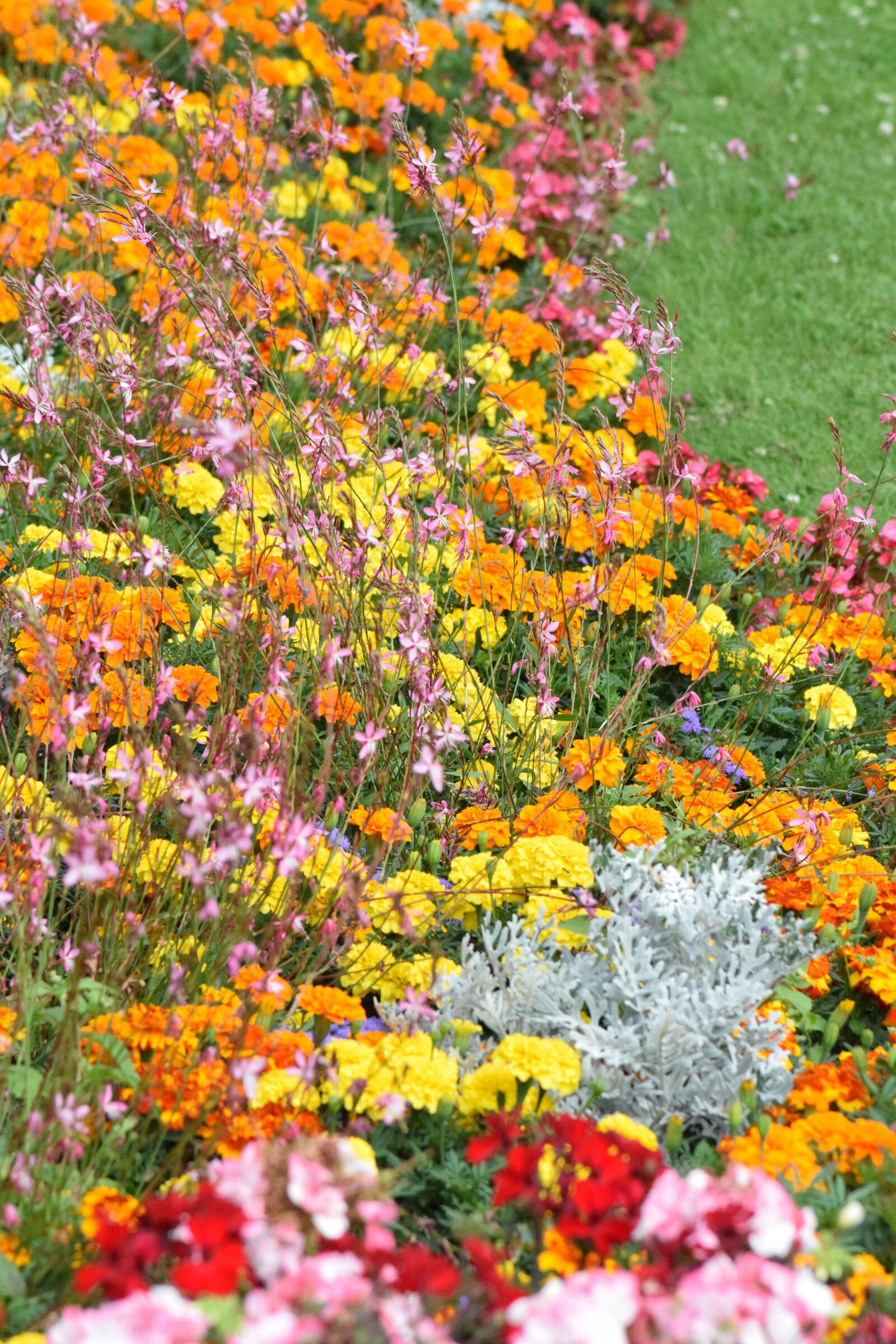 Nikon D3300 sample photo. Flowers, color, nature photography