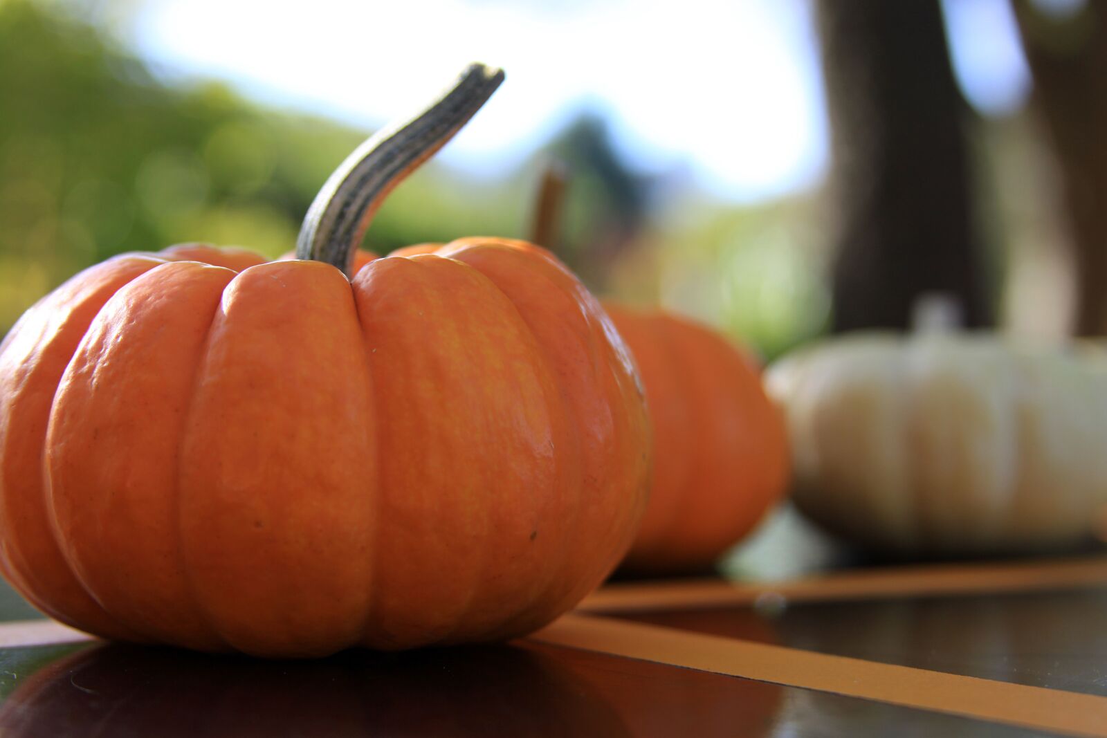 Canon EOS 50D sample photo. Pumpkin, gourd, halloween photography
