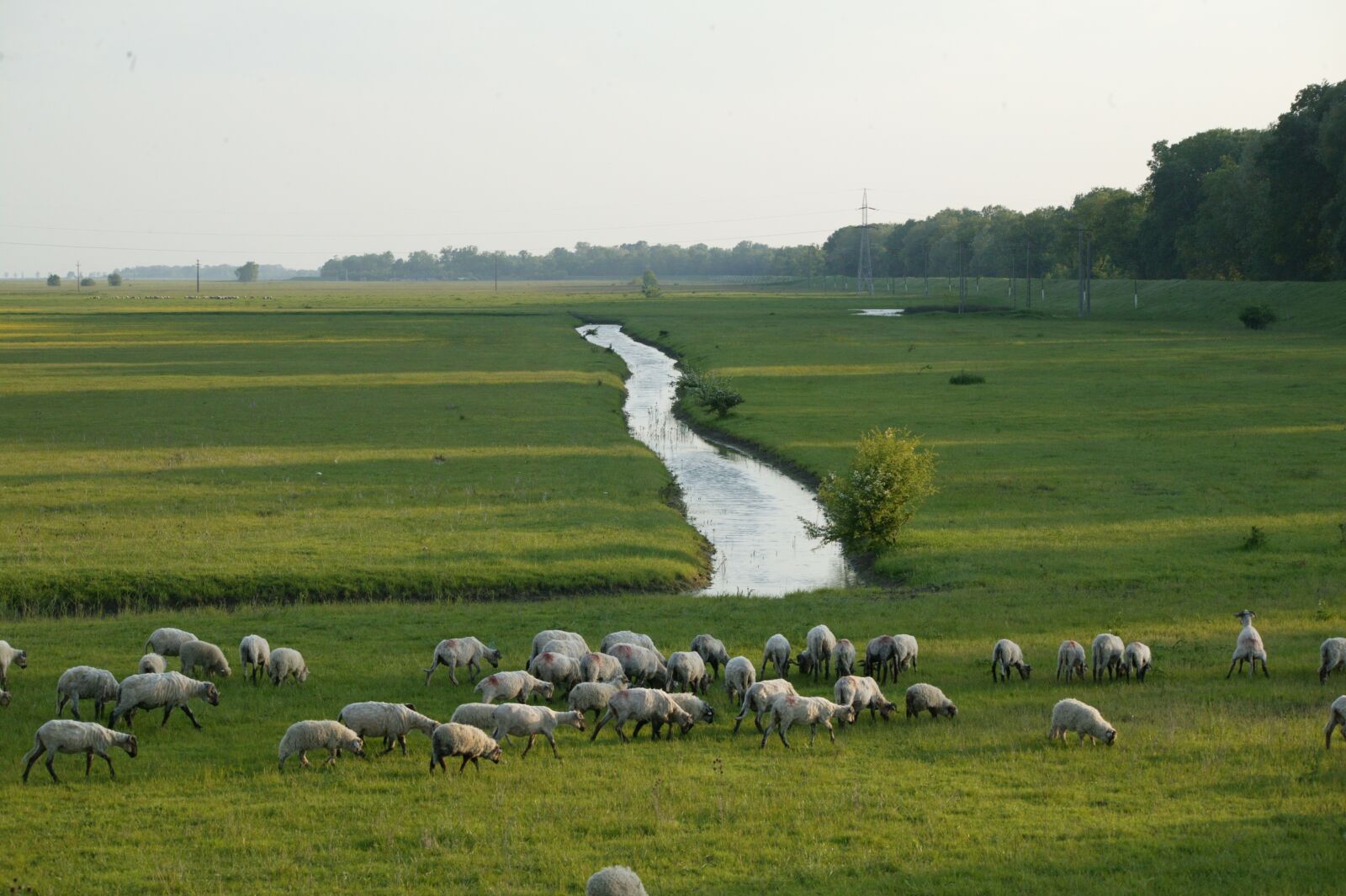 Canon EOS-1Ds sample photo. Sheep, river, grazing photography