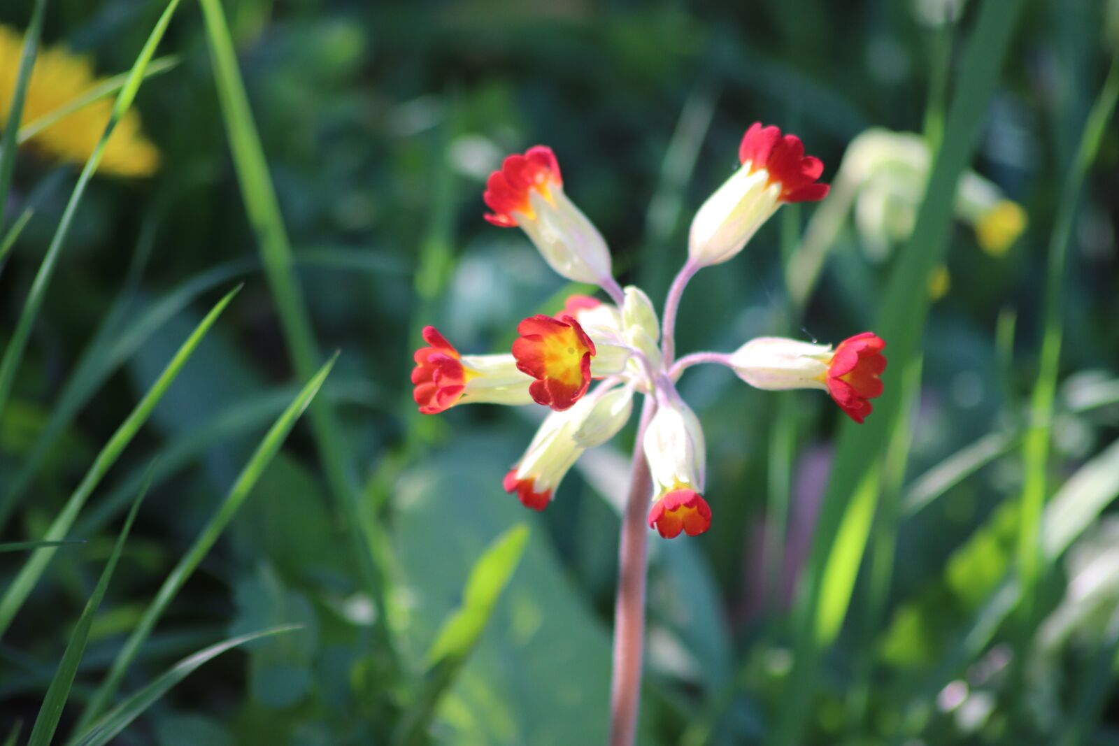 Canon EOS 800D (EOS Rebel T7i / EOS Kiss X9i) sample photo. Primula officinalis red, hello photography