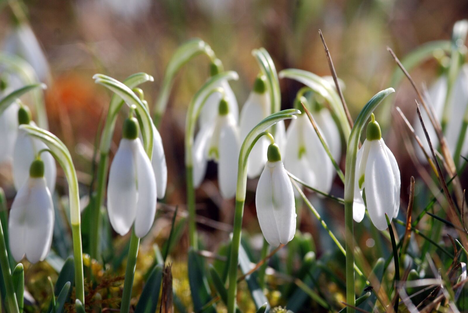 Nikon D80 sample photo. Flower, rod, snowdrop photography