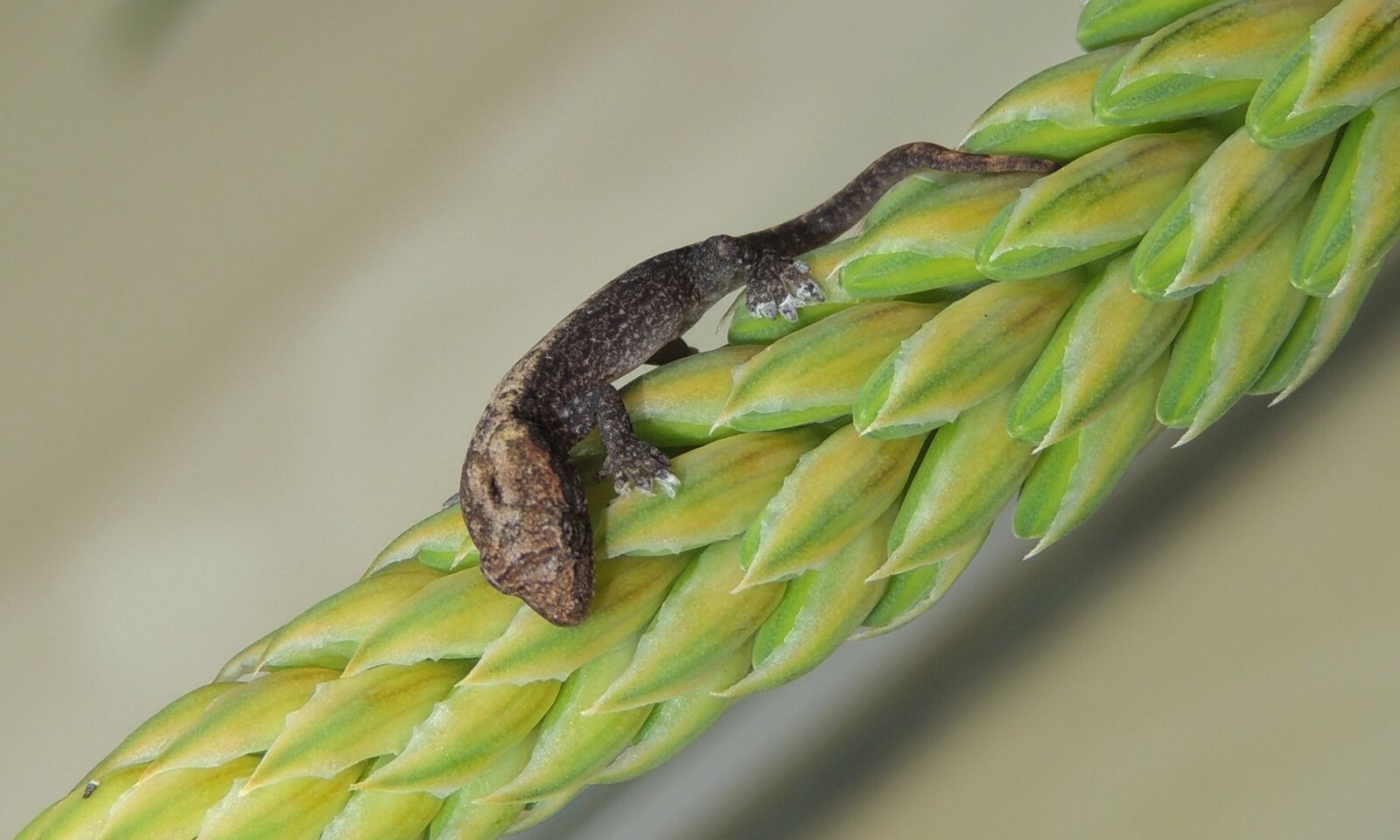 Nikon Coolpix P510 sample photo. Nature, geckos, food photography