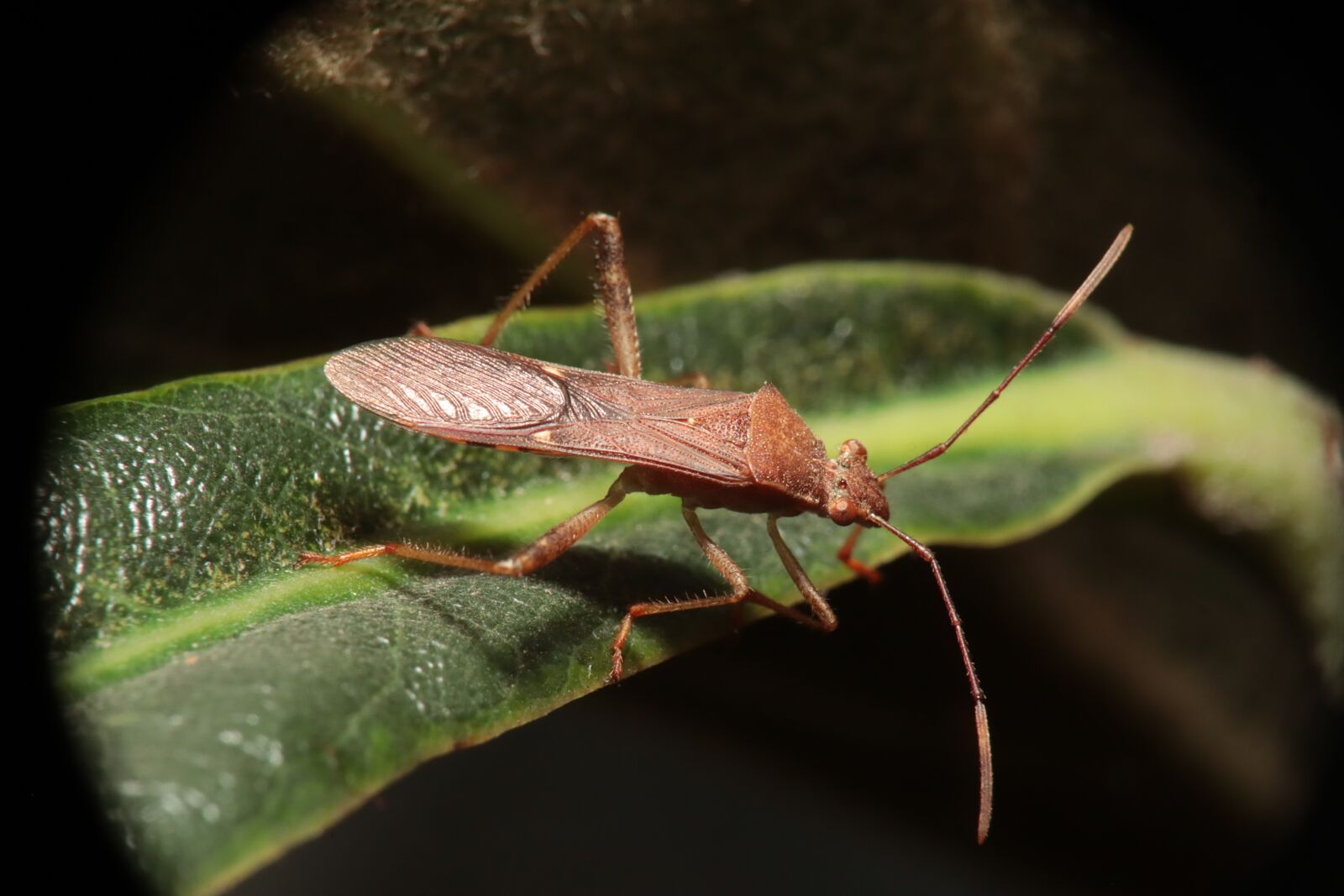Canon EOS M50 (EOS Kiss M) sample photo. Insect, nature, cimicomorpha photography