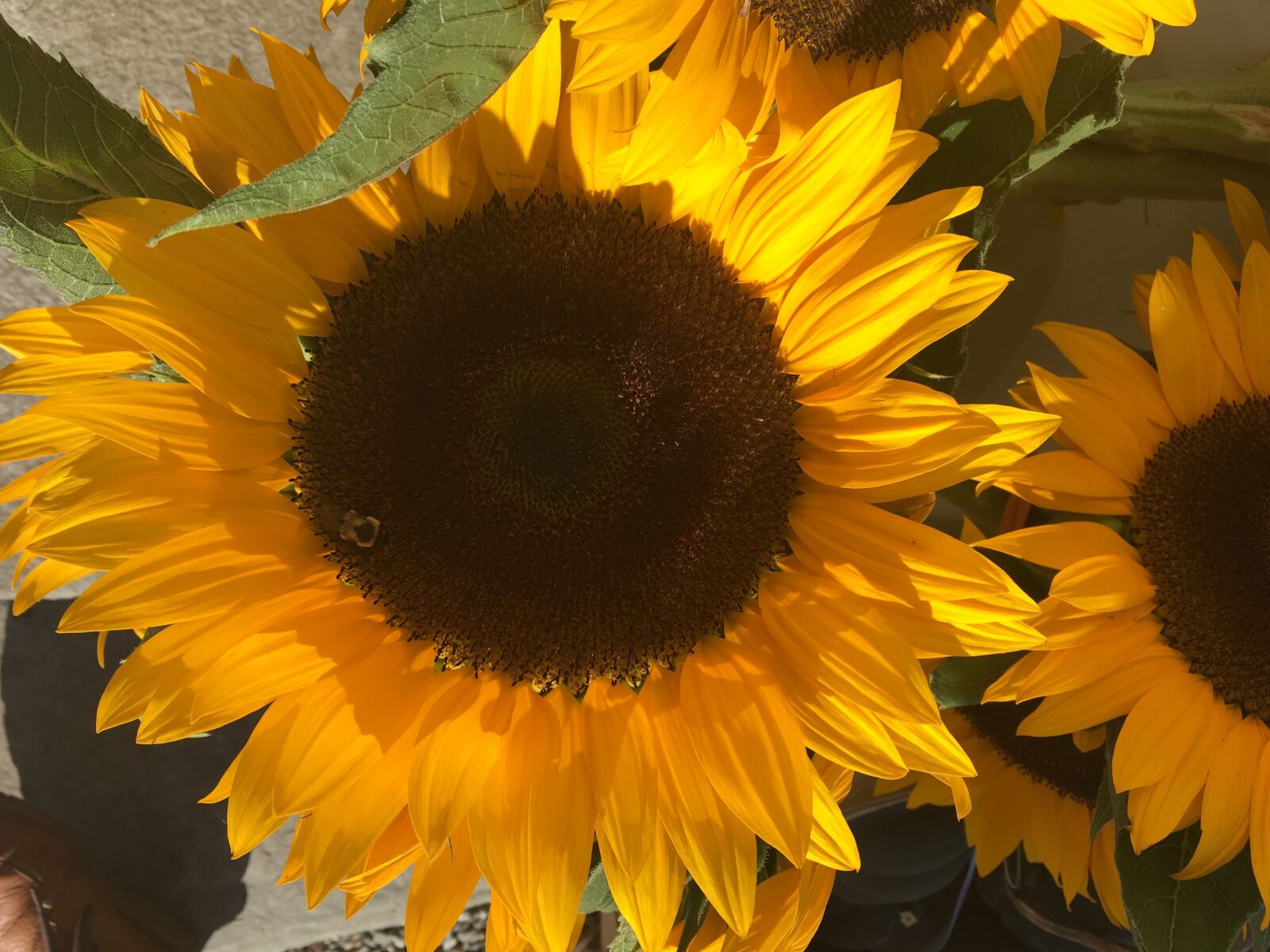 iPhone 6s Plus back camera 4.15mm f/2.2 sample photo. Autumn, flowers, happy, sunflower photography