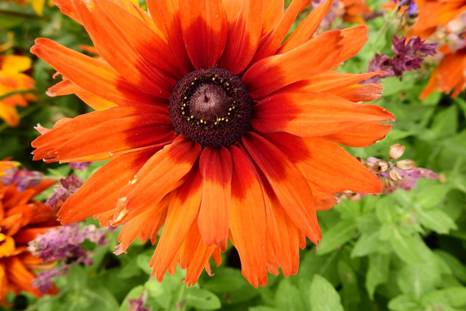 Nikon Coolpix P900 sample photo. Nature, macro, colorful flowers photography