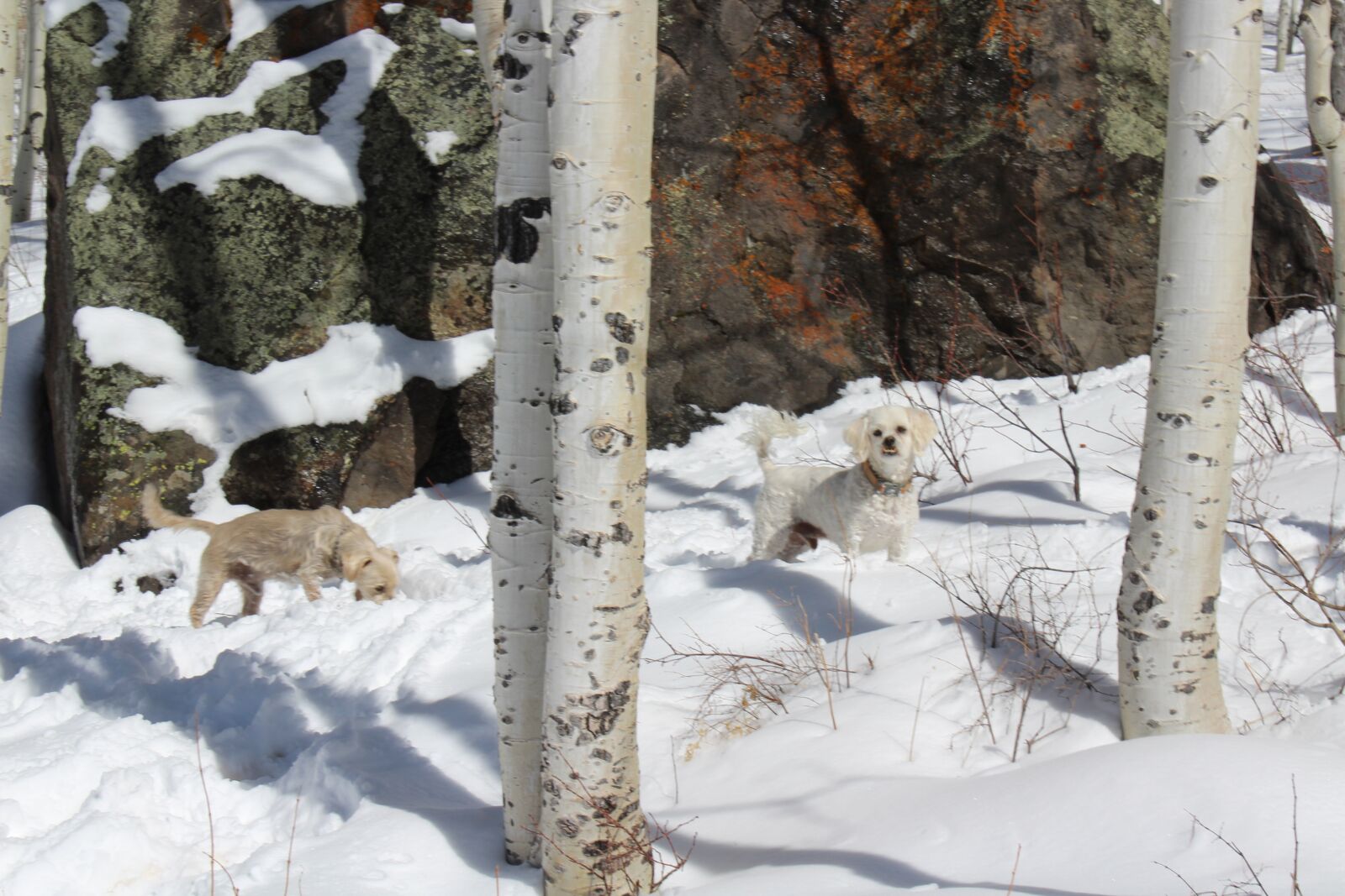 Canon EOS 1300D (EOS Rebel T6 / EOS Kiss X80) sample photo. Dogs, cute, winter photography