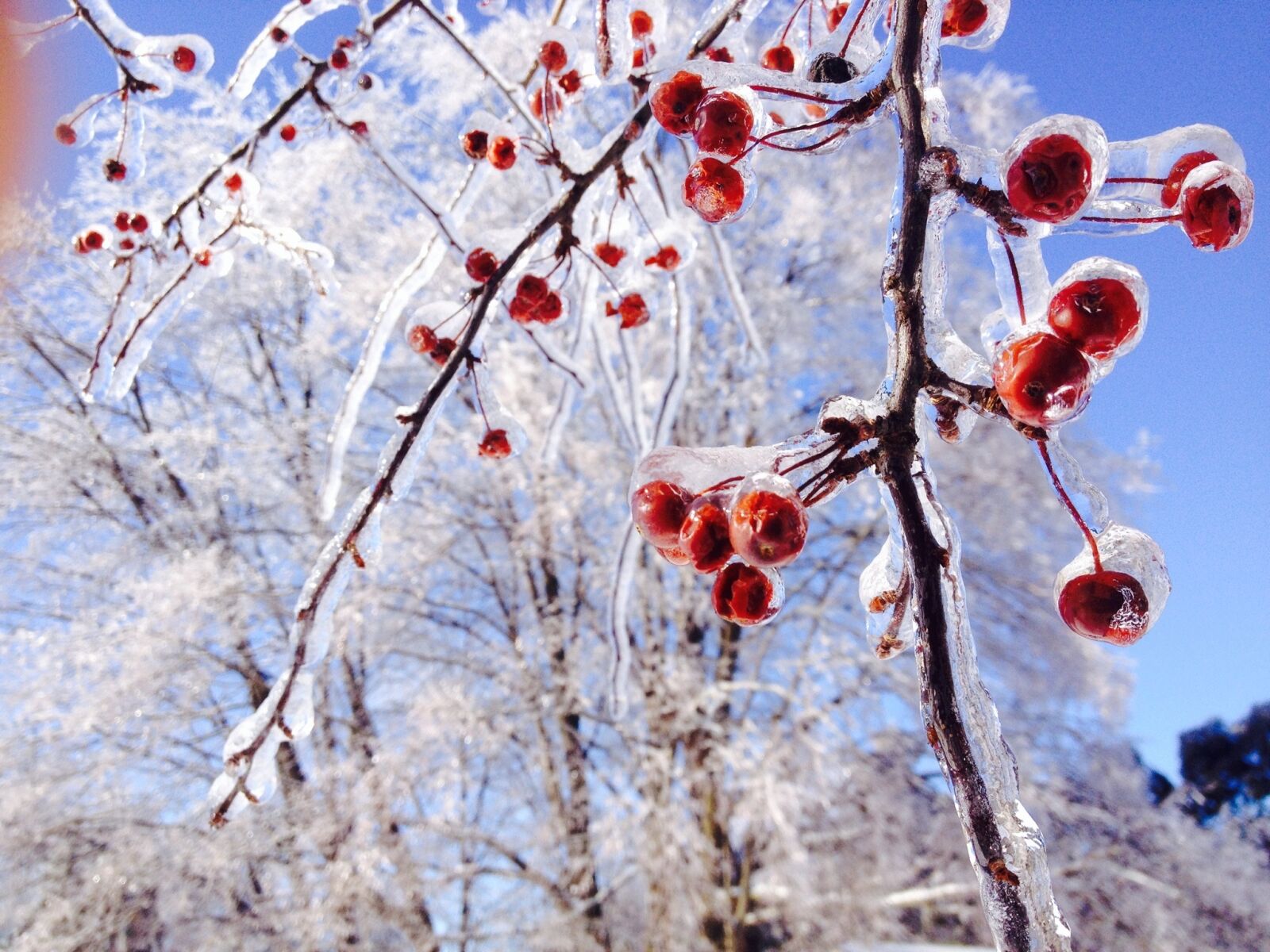Apple iPhone 4S sample photo. Ice, trees, crabapple photography