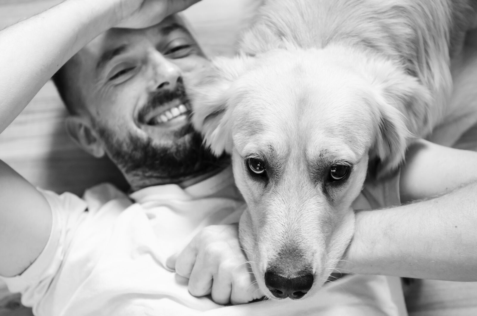 Nikon D7000 sample photo. Dog, golden retriever photography