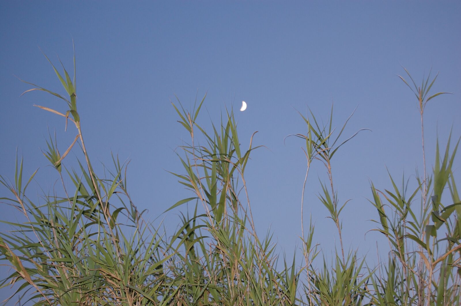 Nikon D40 sample photo. Evening, moon, atmosphere photography