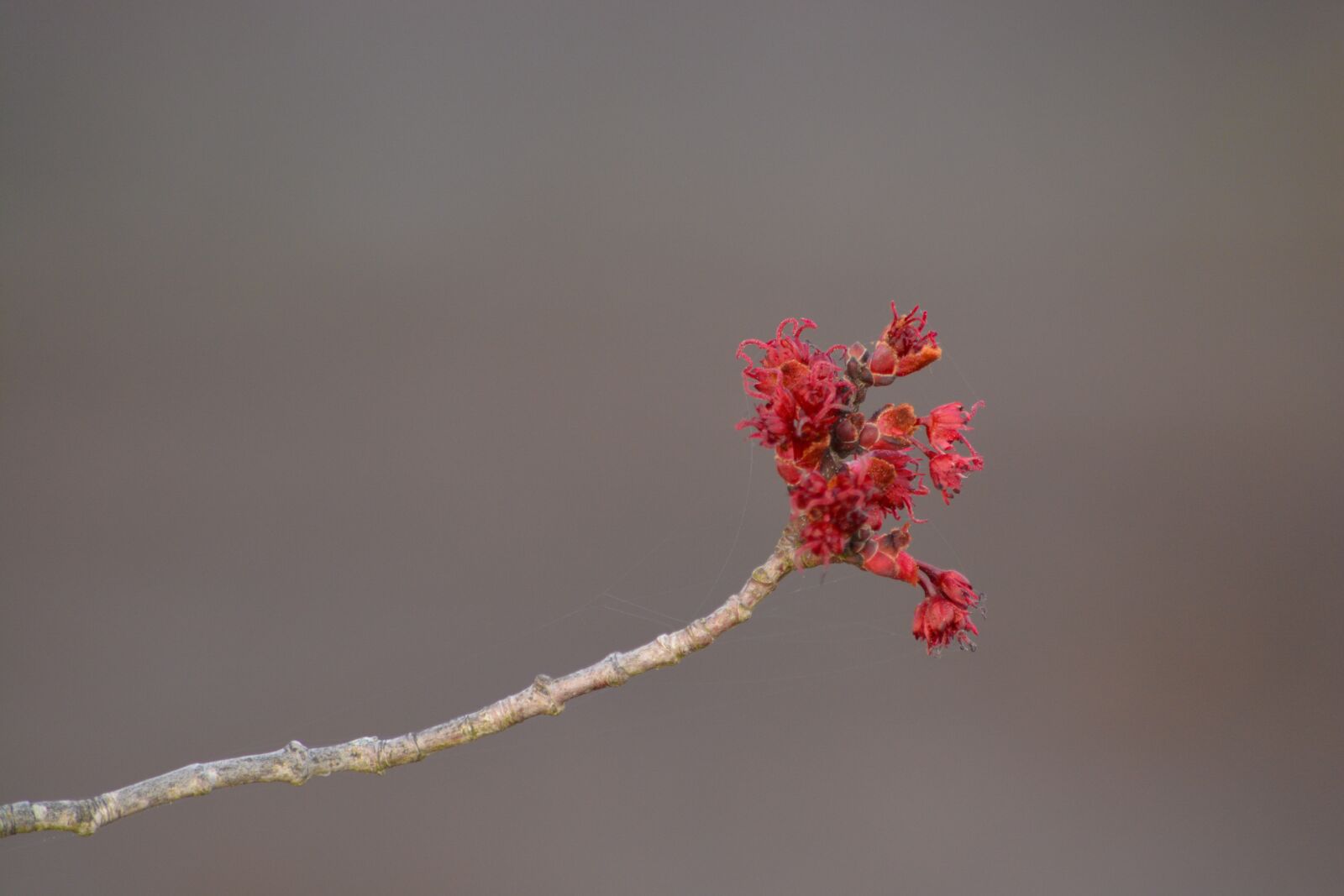 Nikon D5200 sample photo. Nature, branch, flower photography