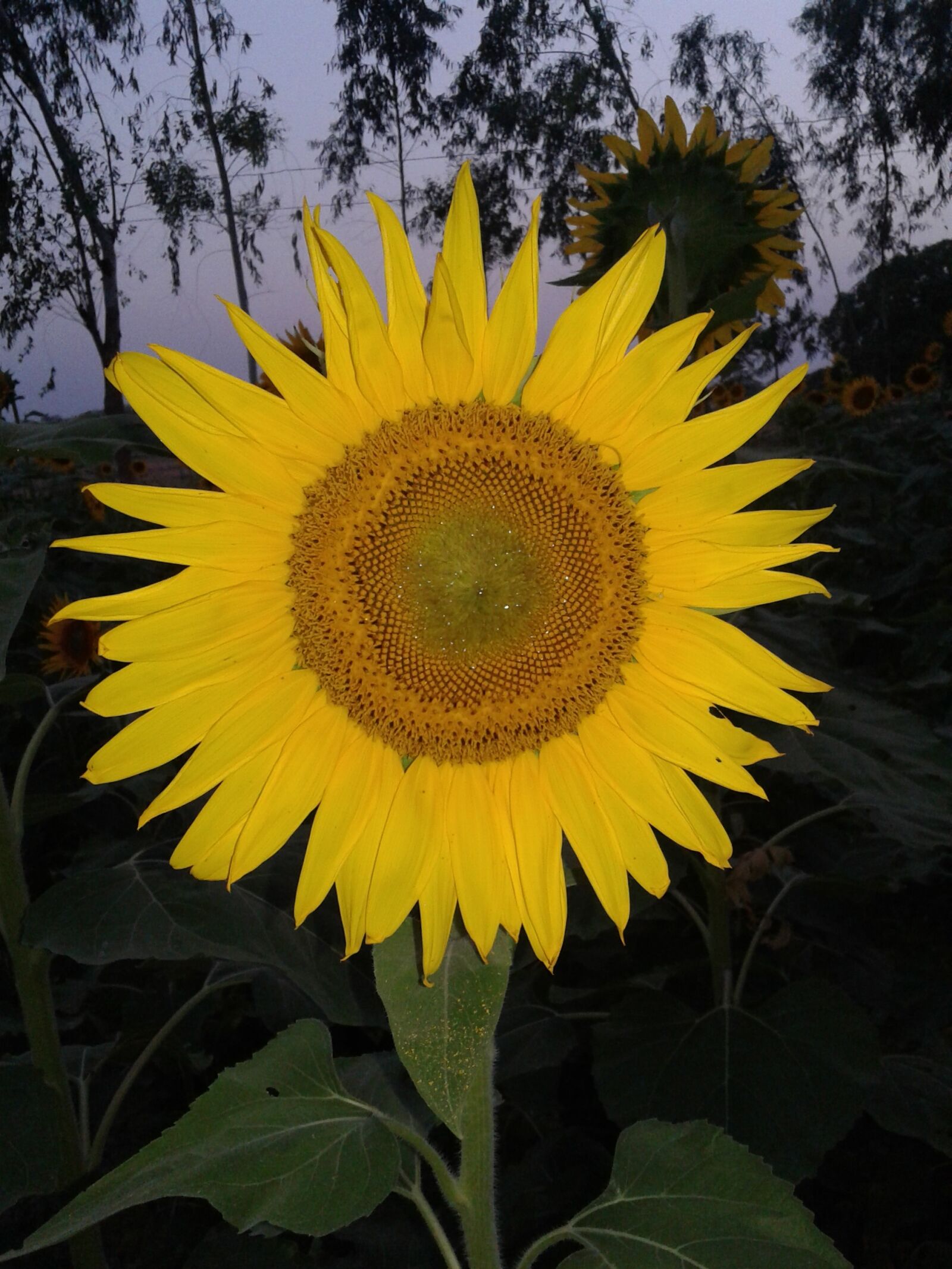 Samsung Galaxy Core Prime sample photo. Sunflower, natural, beauty photography