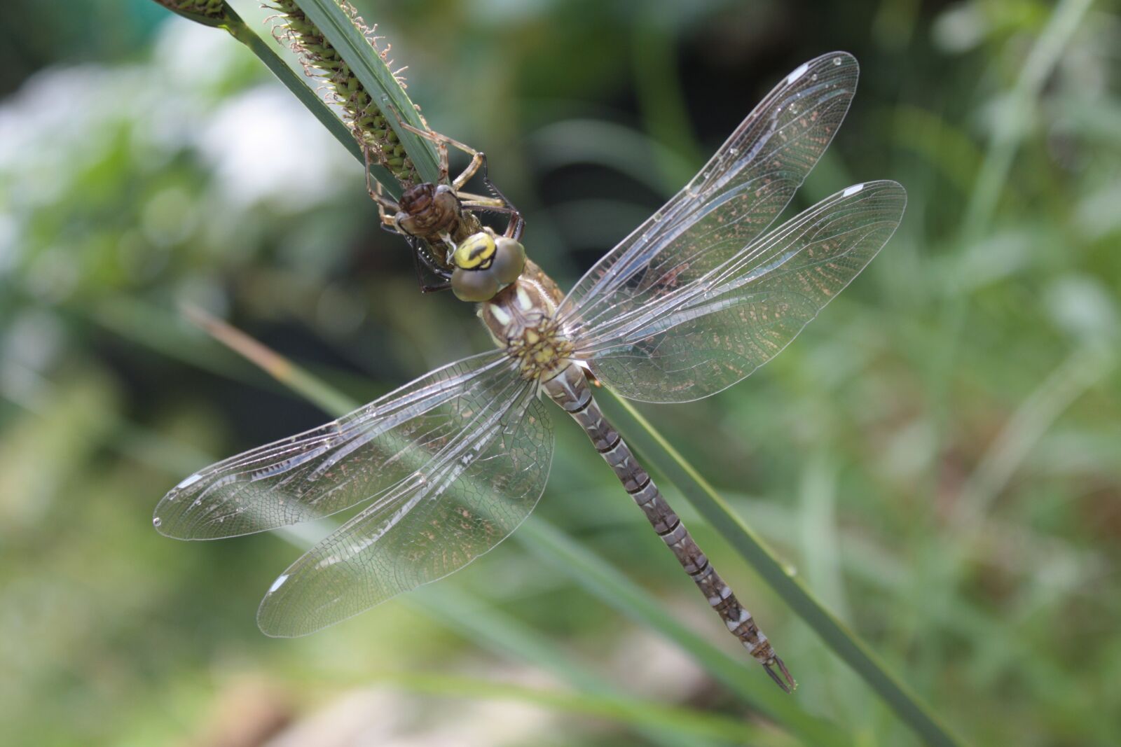 Canon EOS 450D (EOS Rebel XSi / EOS Kiss X2) sample photo. Dragonfly, dragonflies, aeshna photography