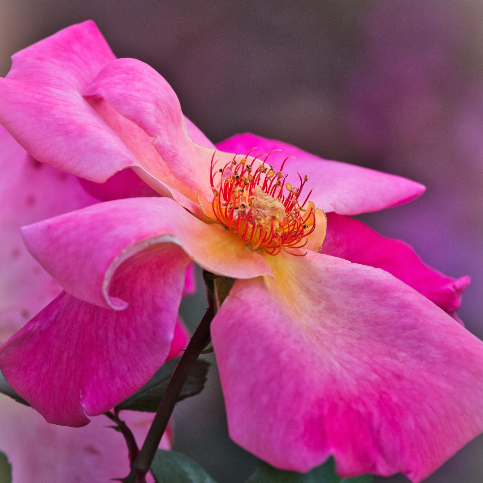 Canon EF 70-200mm F4L IS USM sample photo. Rose, faded, beauty photography
