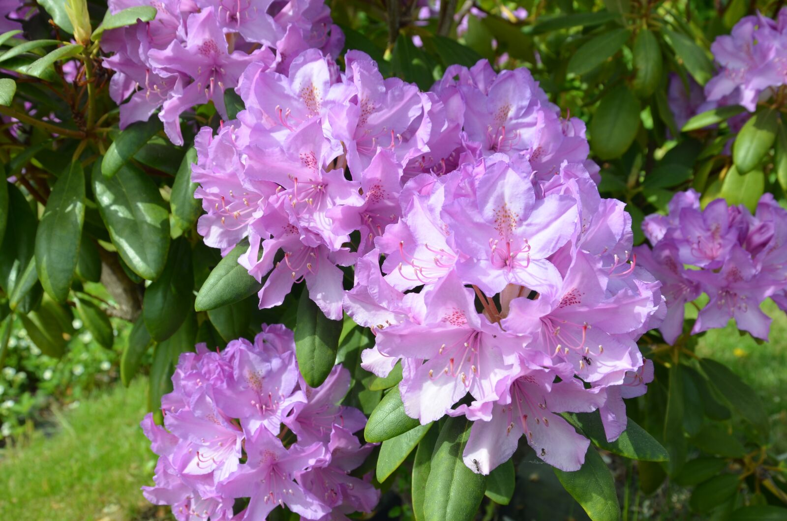 Nikon D5100 sample photo. Flower, pink, pink flowers photography